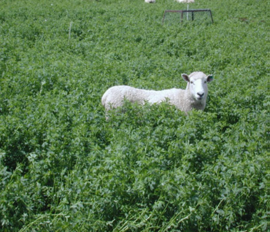 sheep-in-field