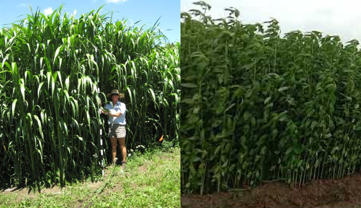 man standing in crops